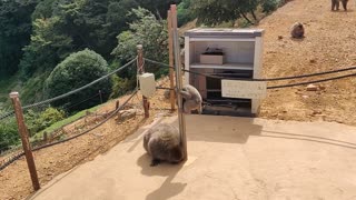 VID_20190918_143950.mp4