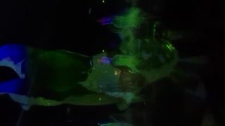 VID_20190926_130230.mp4